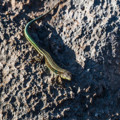 Green lizard in the evening sun