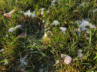 Obraz premium Green grass and autumn leaves with some snow. Abstract autumn background. close up