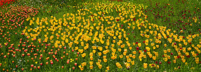Design template with a large field of yellow and red tulips on a sunny bright day