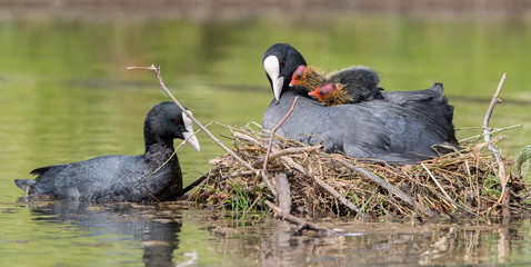 Coot on Nest