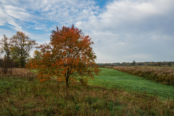Autumn tree in Jeziorka valley, Masovia Poland