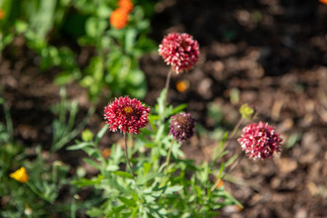 red flowers in the garden