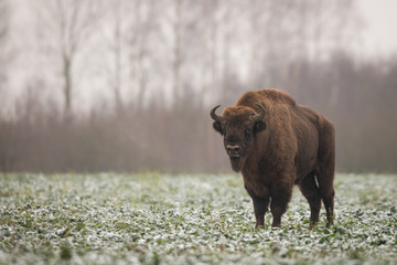 European bison - Bison bonasus in the Knyszyn Forest (Poland)