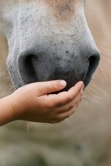Pferdeschanuze Vertrauen Kinderhand Hand Nüstern Kinder und tiere Kinder und Pferde 