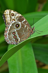 Common blue Morpho butterfly, Morpho peleides, perched on leaf