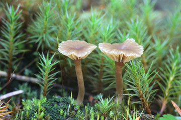 Lichenomphalia umbellifera, a lichenized fungus called the Heath Navel or Lichen Agaric, mushrooms from Finland