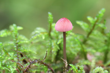 Mycena rosella, known as the pink bonnet, mushrooms from Finland