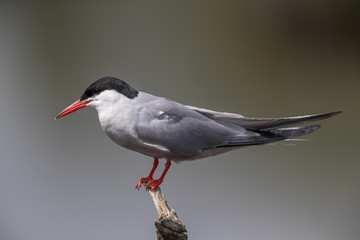 Common Tern Perched