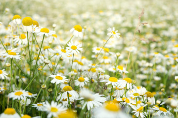 Defocused chamomile flowers at the field, blur background. Natural floral backdrop. Rissian countryside.