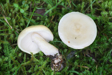 Lactarius aspideoides, commonly known as the bright yellow milkcap or willow milkcap, edible mushroom from Finland