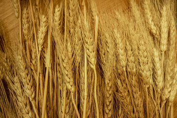 小麦の写真です。