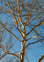 Tree with blue sky