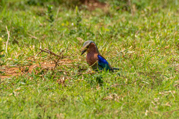  Lilac-breasted roller (Coracias caudatus) bird in Masaka, Uganda