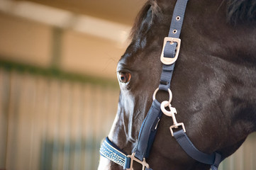 Black horse head wearing a halter closeup detail