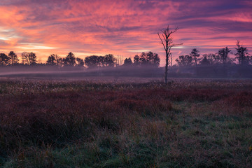 Dawn over the meadow near Piaseczno, Masovia, Poland