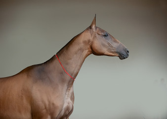 akhal-teke horse portrait indoors with wall background behind