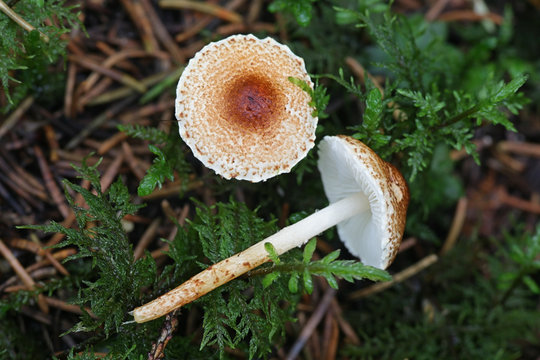 Lepiota magnispora, known as  Yellowleg Dapperling or Fleecy Dapperling, mushrooms from Finland