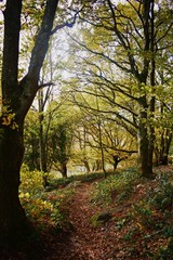autumn in the forest