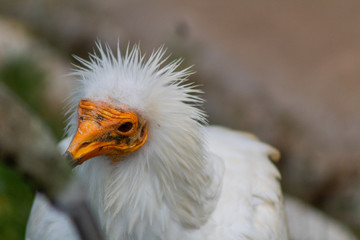 vulture resting in his innkeeper