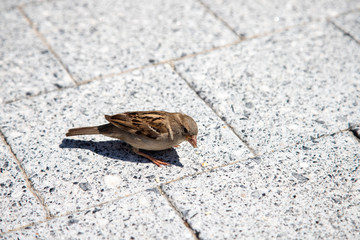 sparrow on ground