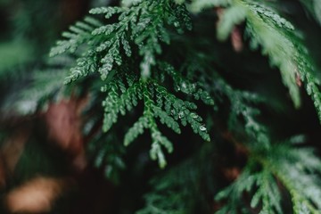 Cedar tree branches