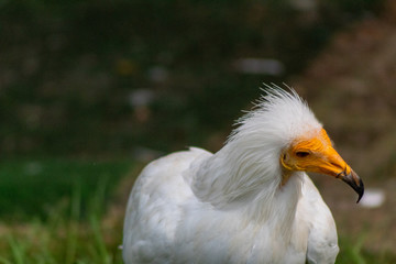 vulture resting in his innkeeper