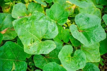 Green color leaf on tree branch 