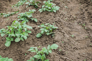 Potato plants on the field. Selective focus.
