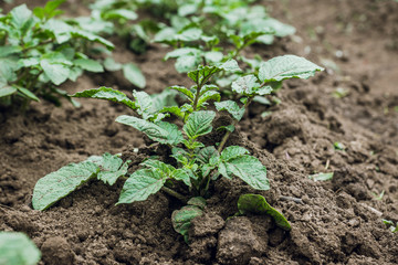 Potato plants on the field. Selective focus.