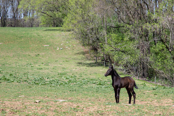 foal in woods