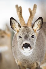 Fototapeten Portrait of roe deer, capreolus capreolus, buck with antlers in velvet facing camera in wintertime. Close-up of interested male mammal watching. Ruminant in winter on snow © WildMedia