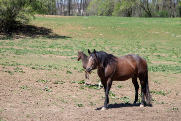 Fototapeta premium horse in the field