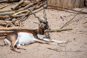 Blackbuck antelope