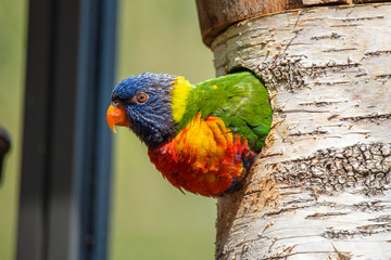 rainbow lorikeet in a tree
