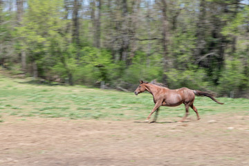 running horse