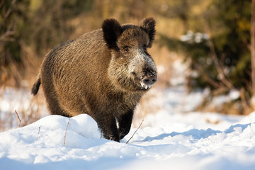 Tough wild boar, sus scrofa, running on a snowy meadow covered in snow in wintertime. Brown mammal walking at daylight through frost in wilderness at sunrise.