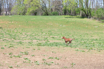 foal in the field