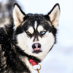 Fototapeta premium The Look