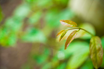 Green color leaf on tree branch 