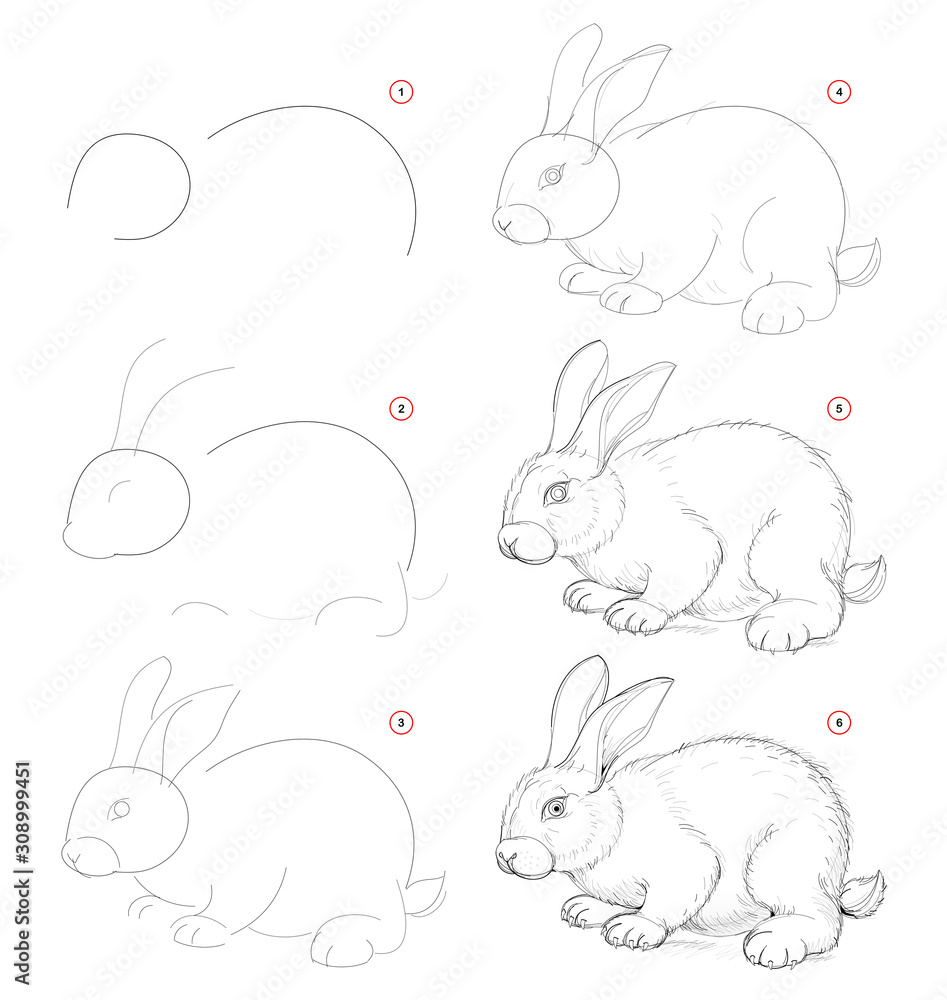 Wall mural how to draw from nature sketch of cute little rabbit. creation step by step pencil drawing. educatio