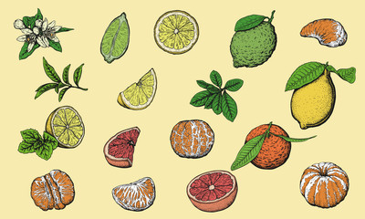 Citrus Fruits Set