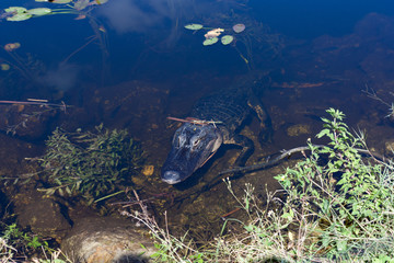 Alligator III