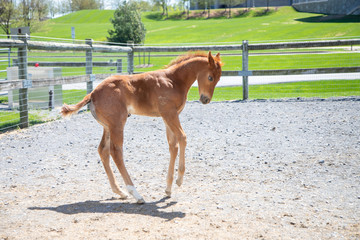 foal in paddock