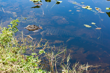 Alligator VIII