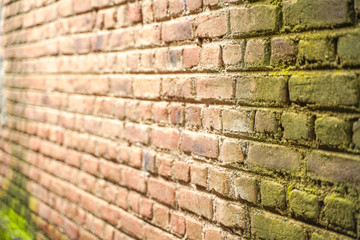 Green plant on house wall compound  