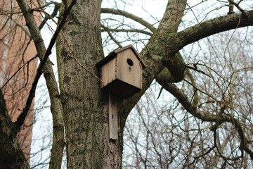 bird house high up in the tree