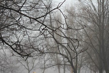 tree branches on a foggy morning
