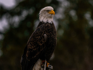 Bald Eagle
