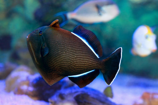Fish Indian triggerfish or Melichthys indicus.