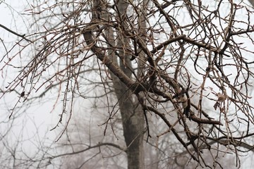 Fototapeta na wymiar tree branches on a foggy morning